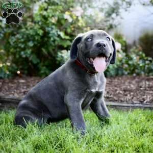 Fiona, Cane Corso Puppy